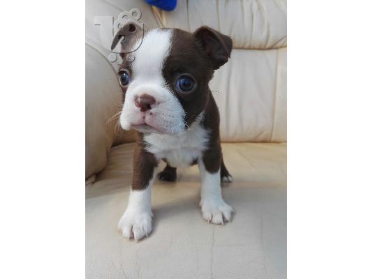 PoulaTo: Όμορφα κουτάβια boston terrier προς πώληση